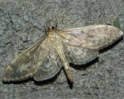 Attēlu rezultāti vaicājumam “Anania lancealis”