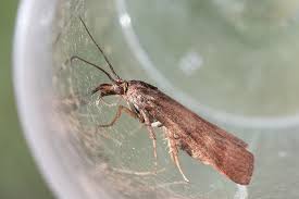 Attēlu rezultāti vaicājumam “Hypochalcia ahenella”