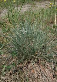 Attēlu rezultāti vaicājumam “Festuca psammophila”