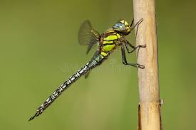 Attēlu rezultāti vaicājumam “Brachytron pratense”