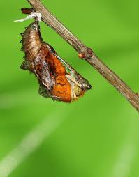 Attēlu rezultāti vaicājumam “Argynnis paphia larva”