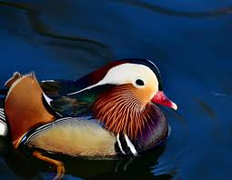 Attēlu rezultāti vaicājumam “Aix galericulata male”