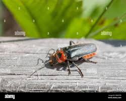 Attēlu rezultāti vaicājumam “Cantharis rustica imago”