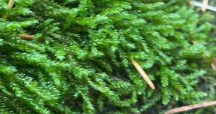 Attēlu rezultāti vaicājumam “Hypnum cupressiforme”