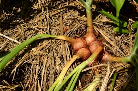 Attēlu rezultāti vaicājumam “Allium cepa”