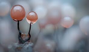 Attēlu rezultāti vaicājumam “Comatricha nigra young”