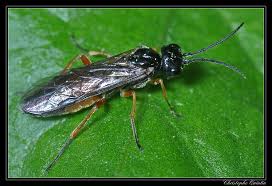 Attēlu rezultāti vaicājumam “Tenthredinidae”