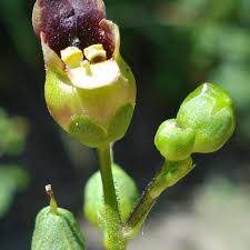 Attēlu rezultāti vaicājumam “Scrophularia nodosa fruit”