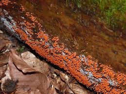 Attēlu rezultāti vaicājumam “Hemitrichia decipiens”