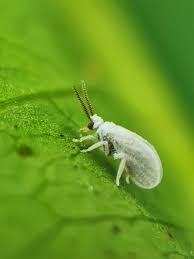 Attēlu rezultāti vaicājumam “Coniopterygidae”