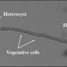 Attēlu rezultāti vaicājumam “Nostoc pruniforme cells”