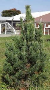 Image result for Pinus cembra