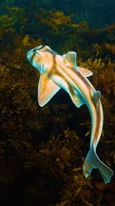 Image result for Heterodontus portusjacksoni