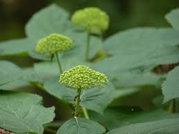 Attēlu rezultāti vaicājumam “Hydrangea arborescens subsp. discolor flower”