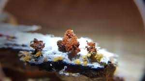 Attēlu rezultāti vaicājumam “Metatrichia vesparia spores”