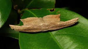 Attēlu rezultāti vaicājumam “Drepanidae”