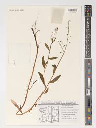 Attēlu rezultāti vaicājumam “Myosotis laxa subsp. baltica”