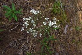 Attēlu rezultāti vaicājumam “Gypsophila fastigiata flower”