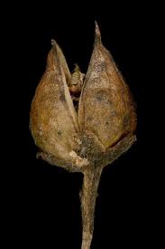 Attēlu rezultāti vaicājumam “Scrophularia nodosa fruit”