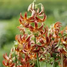 Attēlu rezultāti vaicājumam “Lilium martagon leaf”