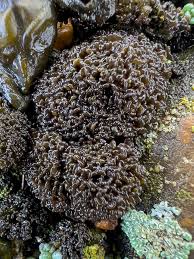 Attēlu rezultāti vaicājumam “Collema”