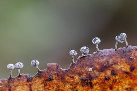 Attēlu rezultāti vaicājumam “Physarum leucopus”