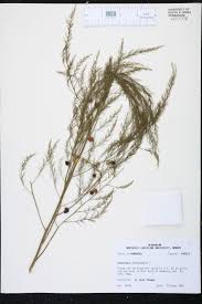 Attēlu rezultāti vaicājumam “Asparagus officinalis leaf”