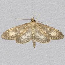 Attēlu rezultāti vaicājumam “Anania lancealis”