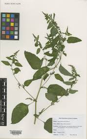 Attēlu rezultāti vaicājumam “Chenopodium polyspermum leaf”