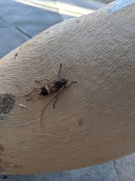 Attēlu rezultāti vaicājumam “Ilybius sp.”