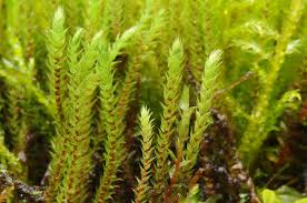 Attēlu rezultāti vaicājumam “Philonotis”