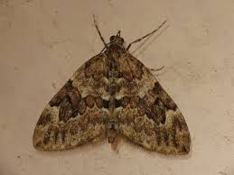 Attēlu rezultāti vaicājumam “Thera variata”