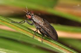 Attēlu rezultāti vaicājumam “Sciomyzidae”