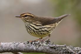 Image result for Seiurus noveboracensis