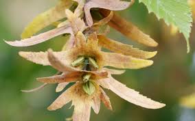 Attēlu rezultāti vaicājumam “Carpinus betulus fruit”