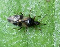 Attēlu rezultāti vaicājumam “Anthocoris nemorum”