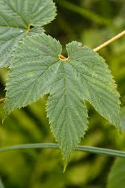 Attēlu rezultāti vaicājumam “Humulus lupulus leaf”