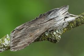 Attēlu rezultāti vaicājumam “Cucullia lucifuga”