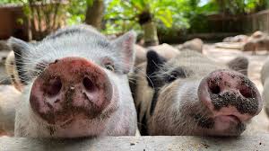 Bildresultat för pigs