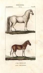 Attēlu rezultāti vaicājumam “Equus ferus caballus”