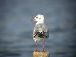 Attēlu rezultāti vaicājumam “Larus ridibundus”