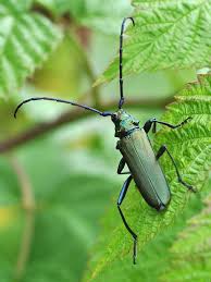 Attēlu rezultāti vaicājumam “Aromia moschata”