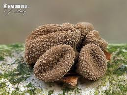 Attēlu rezultāti vaicājumam “Encoelia furfuracea”