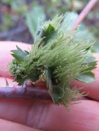 Attēlu rezultāti vaicājumam “Diplolepis rosae”