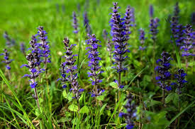 Attēlu rezultāti vaicājumam “Ajuga reptans flower”