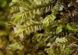 Attēlu rezultāti vaicājumam “Barbilophozia attenuata”