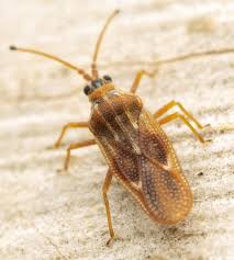 Attēlu rezultāti vaicājumam “Physatocheila smreczynskii”