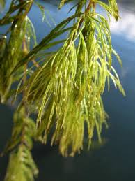 Attēlu rezultāti vaicājumam “Ceratophyllum demersum leaf”