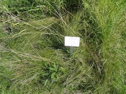 Attēlu rezultāti vaicājumam “Poa compressa”