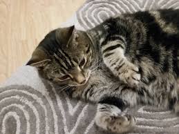 Attēlu rezultāti vaicājumam “Felis silvestris catus”